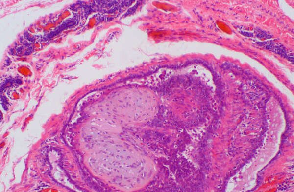 InmunoVet_ANATOMIA_PATOLOGICA